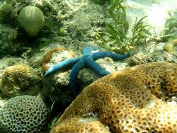 taken at bunaken sheashore, just love it laying there in ... by Zrie Mul 
